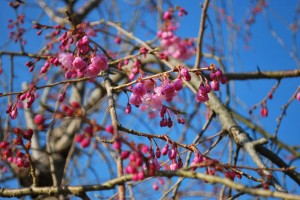 20140328桜情報　見ごろを迎えました！ (3)